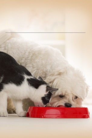 Premios Caseros para Mascotas Saludables