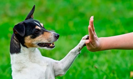 CURSO DE ADIESTRAMIENTO CANINO - OBEDECE A TU PERRO