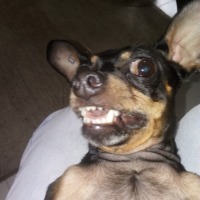 Busco adornos para el hogar