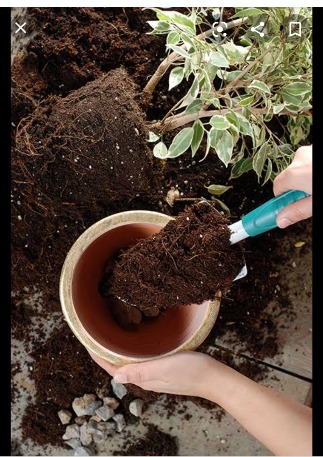 Macetas,semillas,tierra