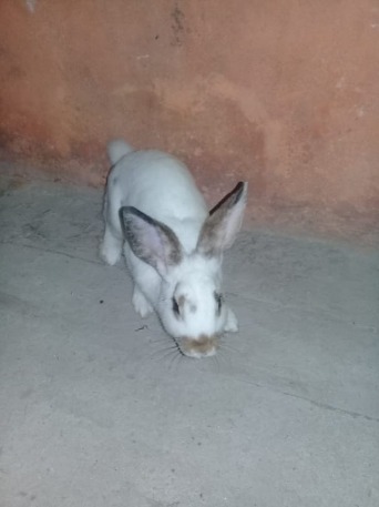 doy en adopcion coneja de 3 meses aprox.